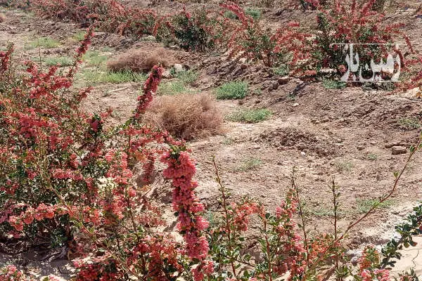 زمین کشاورزی بعد مزرعه آفتاب ۲۰۰۰ متر - تصویر 4