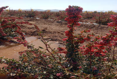 زمین کشاورزی بعد مزرعه آفتاب ۲۰۰۰ متر