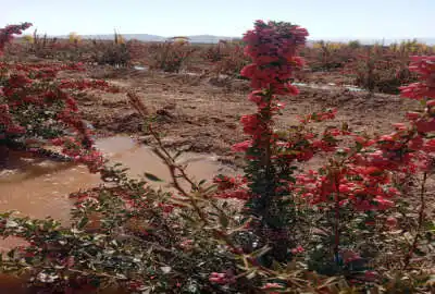 زمین کشاورزی بعد مزرعه آفتاب ۲۰۰۰ متر
