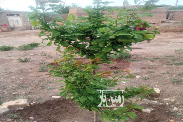 زمین مسکونی در روستای کلاندرق نمین ۴۰۰ متر-3