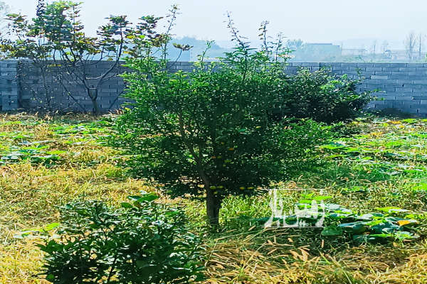 زمین ۲۳۸ متر روستای فیروزکلاه بعد از تالار ارم-2