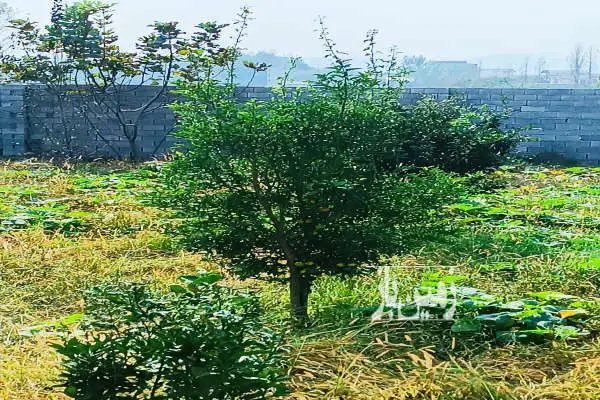 زمین ۲۳۸ متر روستای فیروزکلاه بعد از تالار ارم - تصویر 2