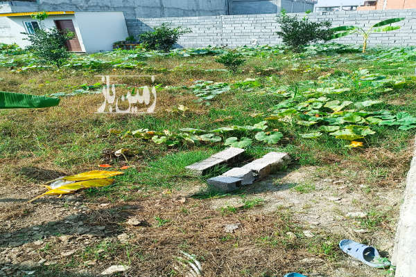 زمین ۲۳۸ متر روستای فیروزکلاه بعد از تالار ارم-3