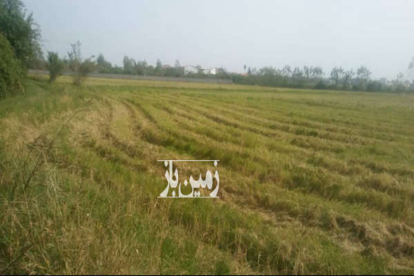 زمین کشاورزی در محمودآباد روستای گیلاپی ۴۱۱۳ متر-1