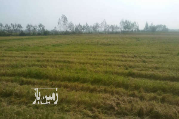 زمین کشاورزی در محمودآباد روستای گیلاپی ۴۱۱۳ متر-2