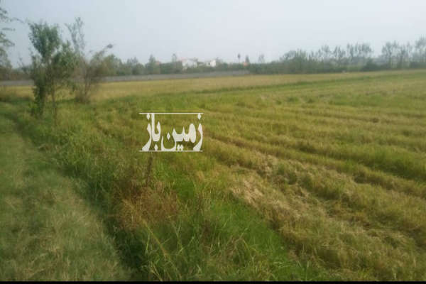 زمین کشاورزی در محمودآباد روستای گیلاپی ۴۱۱۳ متر-3