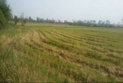 زمین کشاورزی در محمودآباد روستای گیلاپی ۴۱۱۳ متر