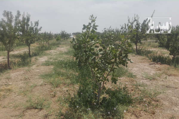 باغ پسته و بادام سند دار روستای سعداباد ۲۵۰۰ متر-1