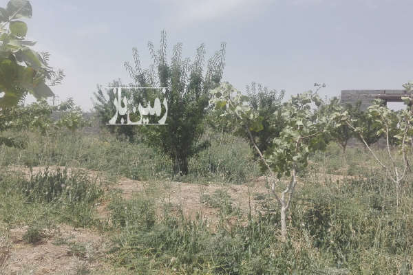 باغ پسته و بادام سند دار روستای سعداباد ۲۵۰۰ متر-2