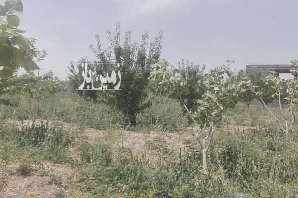 باغ پسته و بادام سند دار روستای سعداباد ۲۵۰۰ متر - تصویر 2