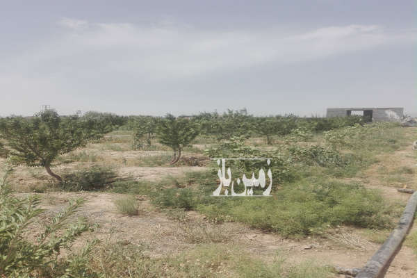 باغ پسته و بادام سند دار روستای سعداباد ۲۵۰۰ متر-4