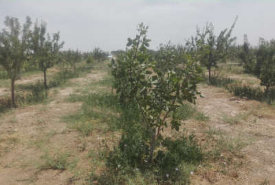 باغ پسته و بادام سند دار روستای سعداباد ۲۵۰۰ متر