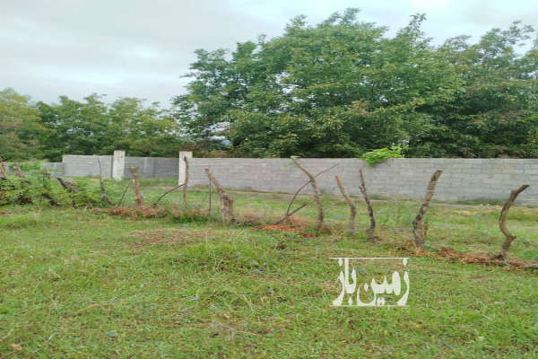 زمین مسکونی ۳۳۰ متر در شاندرمن روستای چاله سرا-3