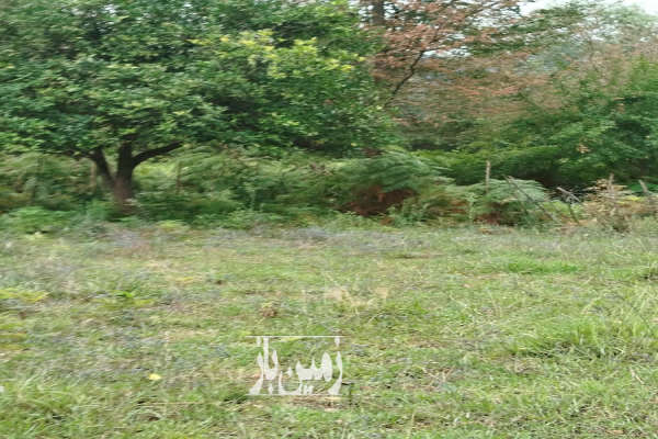 زمین مسکونی ۳۳۰ متر در شاندرمن روستای چاله سرا-4