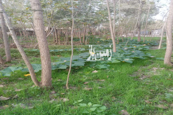 زمین ۸۰۰متری در لنگرود روستای شهدی آباد-2