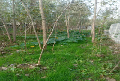 زمین ۸۰۰متری در لنگرود روستای شهدی آباد