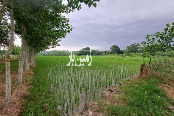 چهارده هزار متر زمین شالیزار و خشکی روستای چپی-3