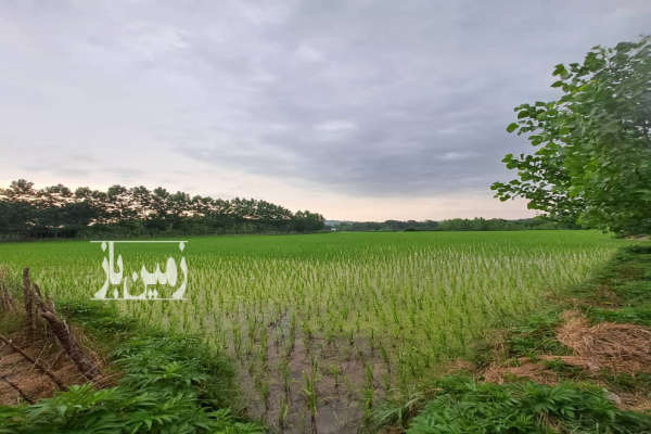 چهارده هزار متر زمین شالیزار و خشکی روستای چپی-4