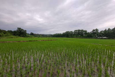 چهارده هزار متر زمین شالیزار و خشکی روستای چپی
