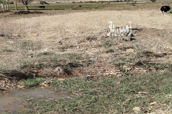 زمین کشاورزی در روستای سیاوش اباد ۵۰۰ متر-4
