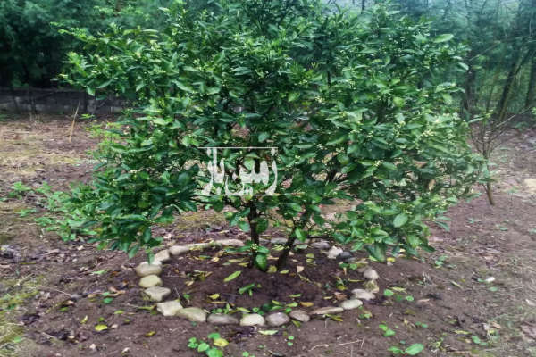 زمین روستای امره منطقه تلسبن ۴۵۰ متر ویو ابدی-4