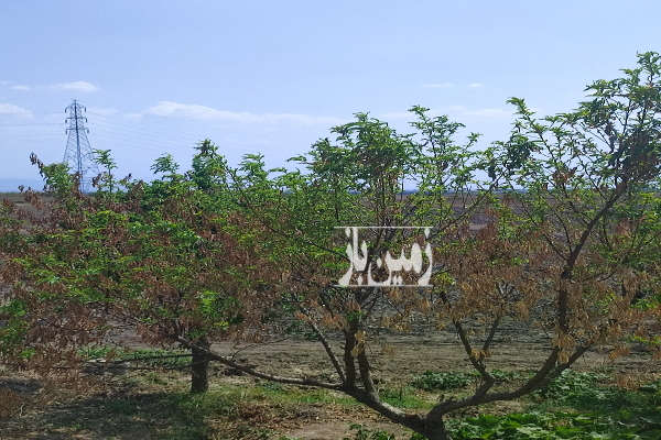 زمین ۲۷۵متری درروستای خمبراباد دارای کاربری-1