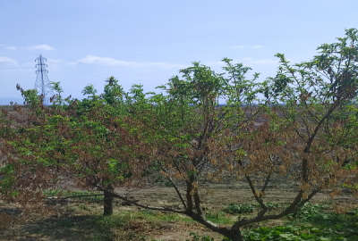 زمین ۲۷۵متری درروستای خمبراباد دارای کاربری