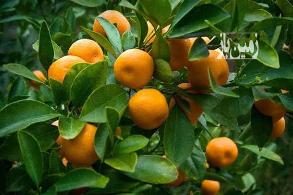 زمین مسکونی۷۰۰متر روستای صلاحدین محله-1