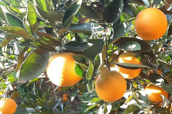 زمین مسکونی۷۰۰متر روستای صلاحدین محله-2