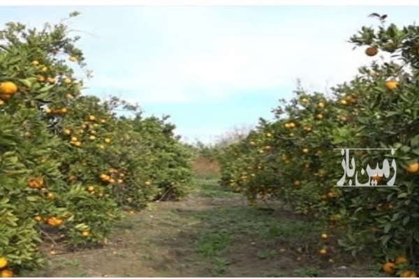 زمین مسکونی۷۰۰متر روستای صلاحدین محله-3