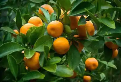 زمین مسکونی۷۰۰متر روستای صلاحدین محله