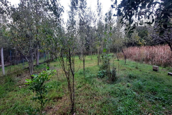 زمین ۳۰۰ متری مسکونی سنددار در لاهیجان روستای پاشاکی-1