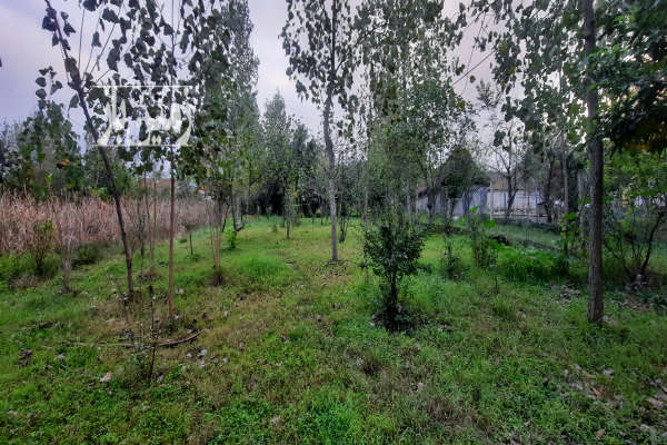 زمین ۳۰۰ متری مسکونی سنددار در لاهیجان روستای پاشاکی-3