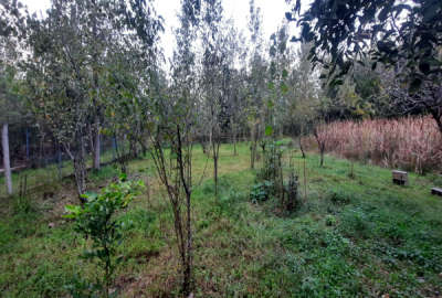 زمین ۳۰۰ متری مسکونی سنددار در لاهیجان روستای پاشاکی