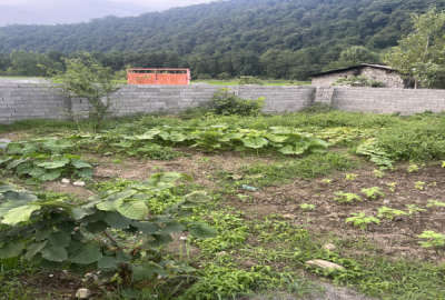 زمین ۲۳۵ متری روستای رزکه بعد از پلیس راه آمل