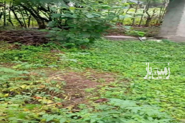 زمین ۲۰۰ متر جاده قلعه رودخان روستای مولسکام-2