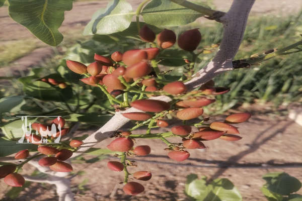 زمین زراعی اتوبان قم کاشان قبل اززنبورک ۱۰۰۰۰ متر-1