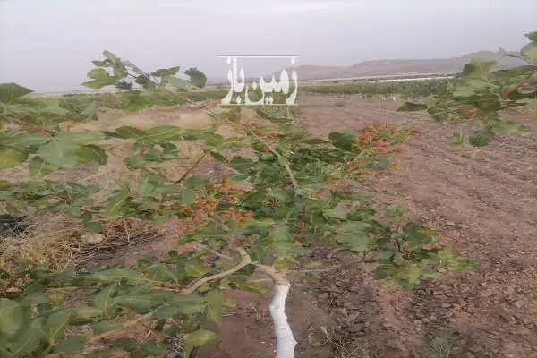 زمین زراعی اتوبان قم کاشان قبل اززنبورک ۱۰۰۰۰ متر - تصویر 2