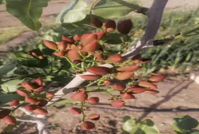 زمین زراعی اتوبان قم کاشان قبل اززنبورک ۱۰۰۰۰ متر