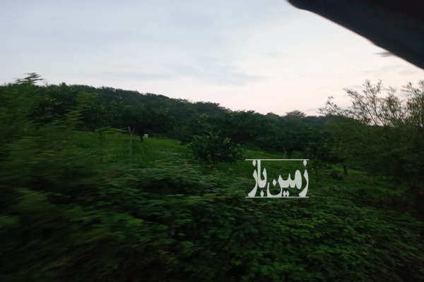 باغ مرکبات در قائمشهر روستای ریکنده ۲۵۰۰ متر-1