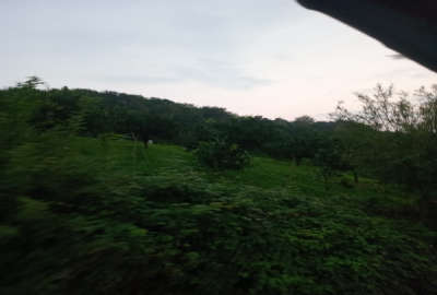 باغ مرکبات در قائمشهر روستای ریکنده ۲۵۰۰ متر