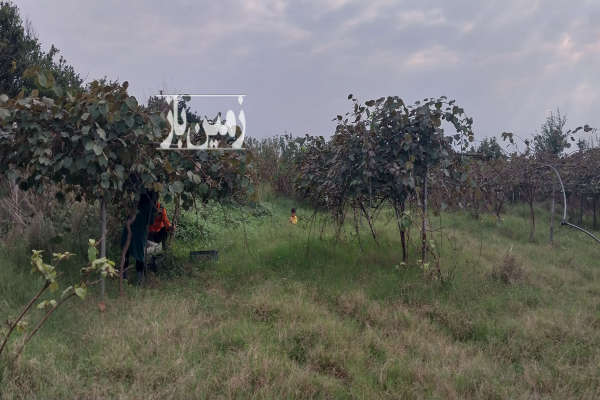 باغ کیوی ۱۳۰۰متری در خراط کلا سند دارد-2