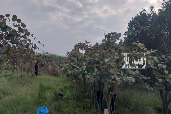 باغ کیوی ۱۳۰۰متری در خراط کلا سند دارد-4