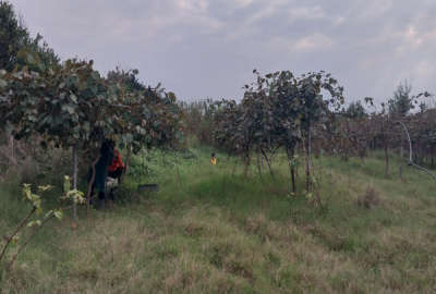 باغ کیوی ۱۳۰۰متری در خراط کلا سند دارد