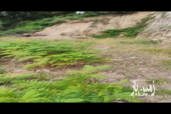 زمین ویلایی ویوو ابدی جفت جنگل ساری بالادزا ۲۶۵ متر-3