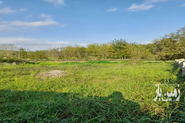 زمین ۷۲۰متر باغی داخل طرح لاهیجان بازکیاگوراب چفل-4