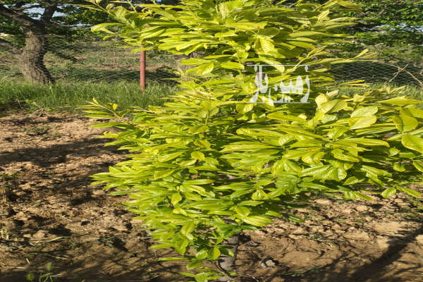 زمین باغی به متراژ ۶۰۰ دارای آب ملکی-1