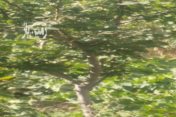 زمین باغی به متراژ ۶۰۰ دارای آب ملکی-2