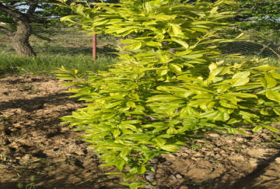 زمین باغی به متراژ ۶۰۰ دارای آب ملکی