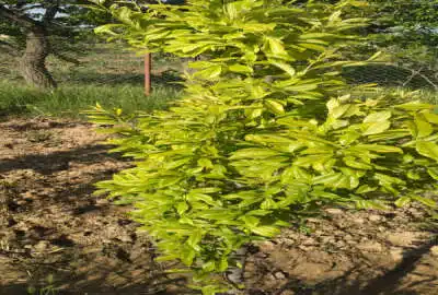 زمین باغی به متراژ ۶۰۰ دارای آب ملکی
